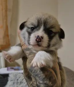 Welsh Corgi Pembroke - Gróf