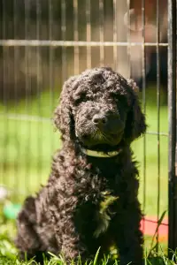 French Water Dog - Flash