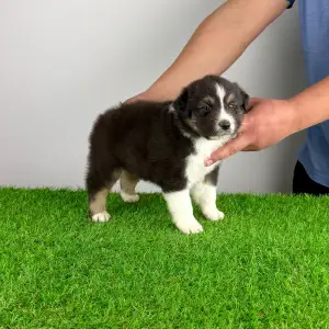 Owczarek astralijski aussie - Bastian