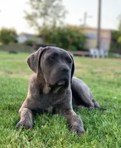 Cane Corso Italiano - Romyna