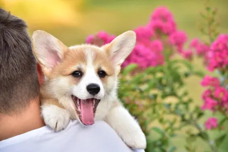 Corgi galez Pembroke - Gingers Heritage Joy Of Lefkada