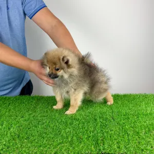 German Pomeranian Spitz - Onita