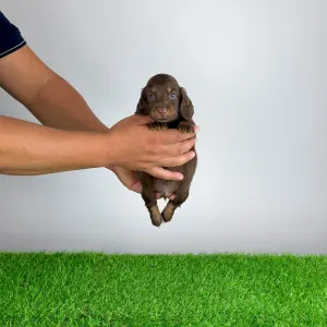 Dachshund - Frankfurti 