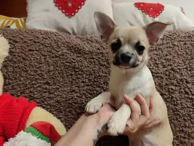 Chihuahua - Vízililiom