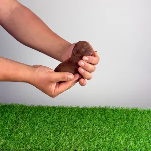 Карликовый пудель - Rosa