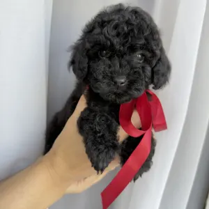 Той-пудель - Redginia Royal Legend Of The Kanis