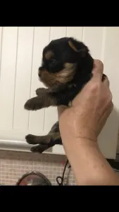 Yorkshire Terrier - Szofia Imolayorki (small Girl)