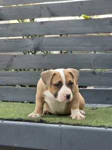 American Bully - Pocket - Bbb.