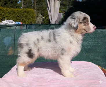 Australian Shepherd - Dunkan