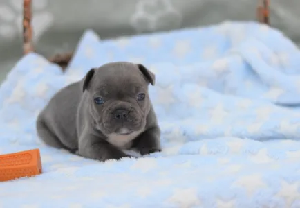 Francuski buldog - Montclair