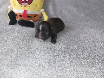 Francia bulldog - Miora Frenchie Renys