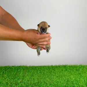 Shiba Inu - Tara