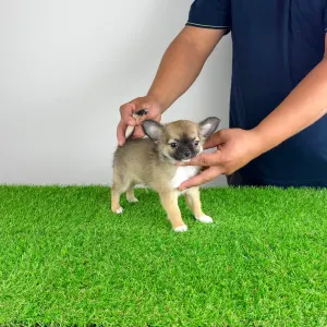 Chihuahua - Kimi