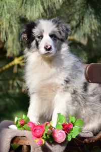 Border Collie - Enigma 
