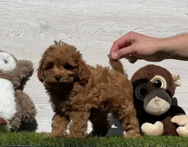 Cavapoo - Iván