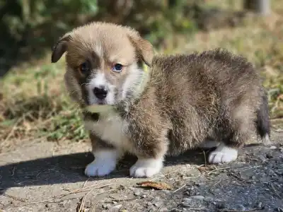 Welsh Corgi Pembroke - Lui