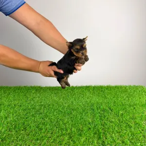 Yorkshire terrier - Gizi