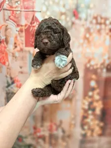 Romagna Water Dog - Grain Of Sand Charles Darwins Evolution