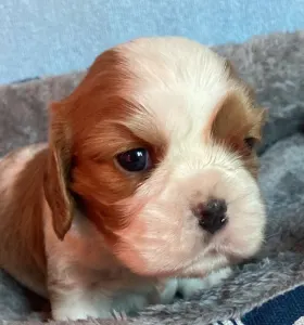 Cavalier King Charles Spaniel - Bentley