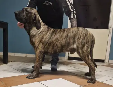 Fila Brasileiro - (thor) Hektor De Oro Puro