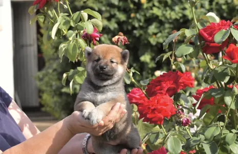 Shiba - Bravados Iria