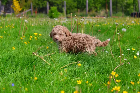 Poodle Toy - Goldie