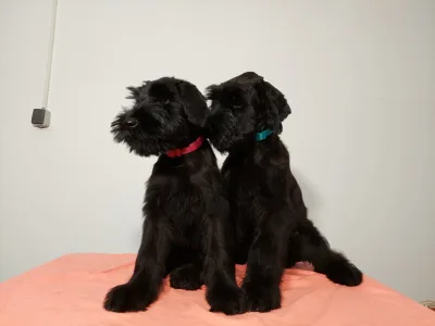 Giant Schnauzer - Jade Prima Fortis