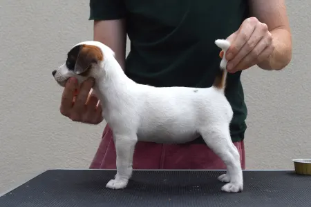 Jack Russell Terrier - Gold Leash Waffle