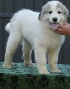 Pyrenean Mountain Dog - Candybelldream Emily