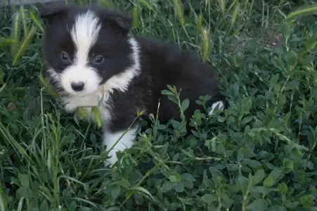 Border Collie - Lila Nyakörv/ Fekete Kan