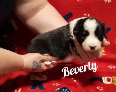 Border Collie - Beverly