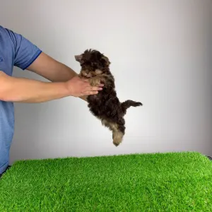 Yorkshire Terrier - Levis