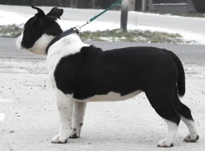 American Bully - Pocket - Bella