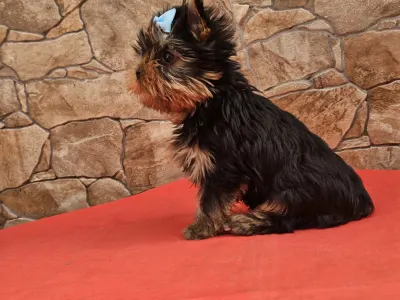 Yorkshire Terrier - Beni