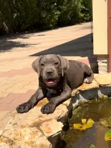Cane Corso - Tommyboy