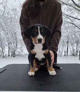 Great Swiss Mountain Dog - Jotunns Reach Astrid Nyx