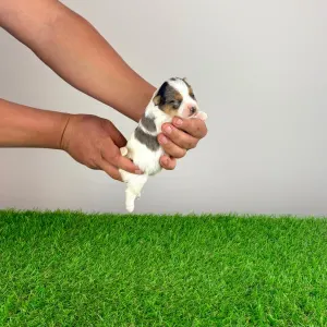 Biewer Terrier - Xanti