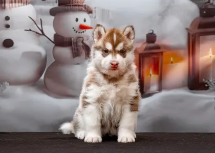 Husky siberian - Yellow