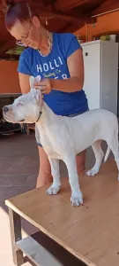 Argentin dog - Aisha Defensa Del Caballero 