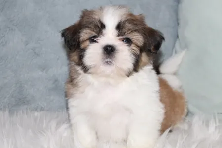 Shih Tzu - Argo