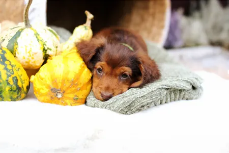 Jamnik - Sólyomvári Koda