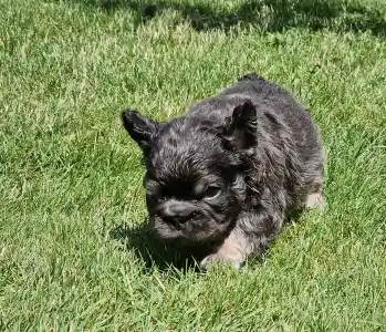 French Bulldog - French Bulldog Boys Puppy Availabe