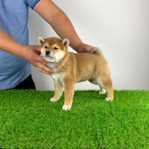 Shiba - Jana