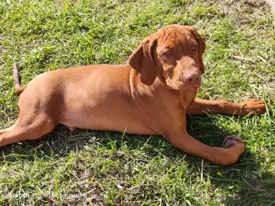 Hungarian Short-haired Vizsla - Somlo Spirit Bombay Sapphire