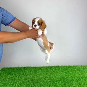 Cavalier King Charles spániel - Penta
