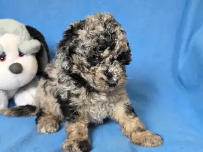 Cavapoo - Moon