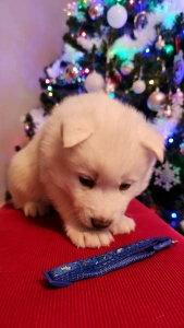 Siberian Husky - Nefrit Of Polar Moonlights