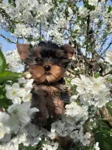 Yorkshire Terrier - Sheldon