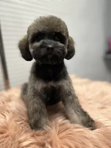 Poodle Miniature - Sweet Pie