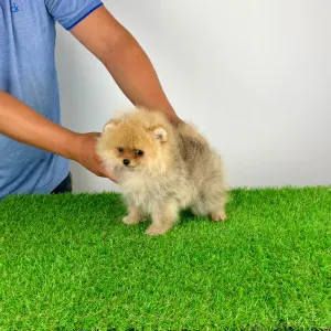 Pomeranian - Diamond